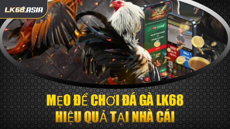 Mẹo Để Chơi Đá Gà LK68 Hiệu Quả Tại Nhà Cái